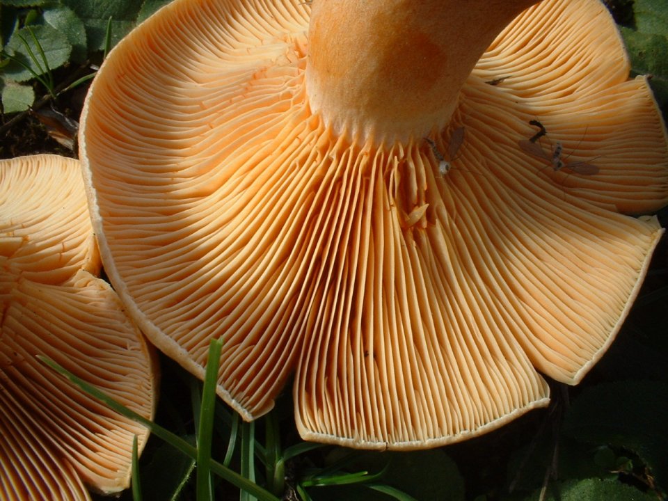 Lactarius deterrimus